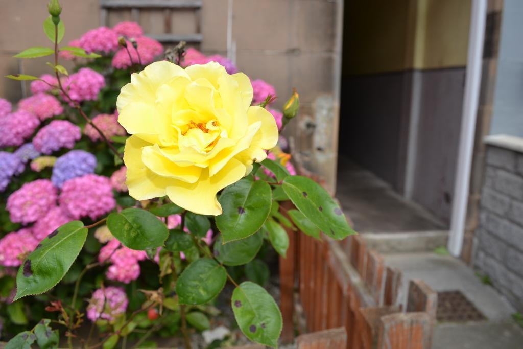 Pitt Street Apartment Beautiful Spacious Apartment Free Parking And Free Sanitizer Edinburgh Eksteriør bilde